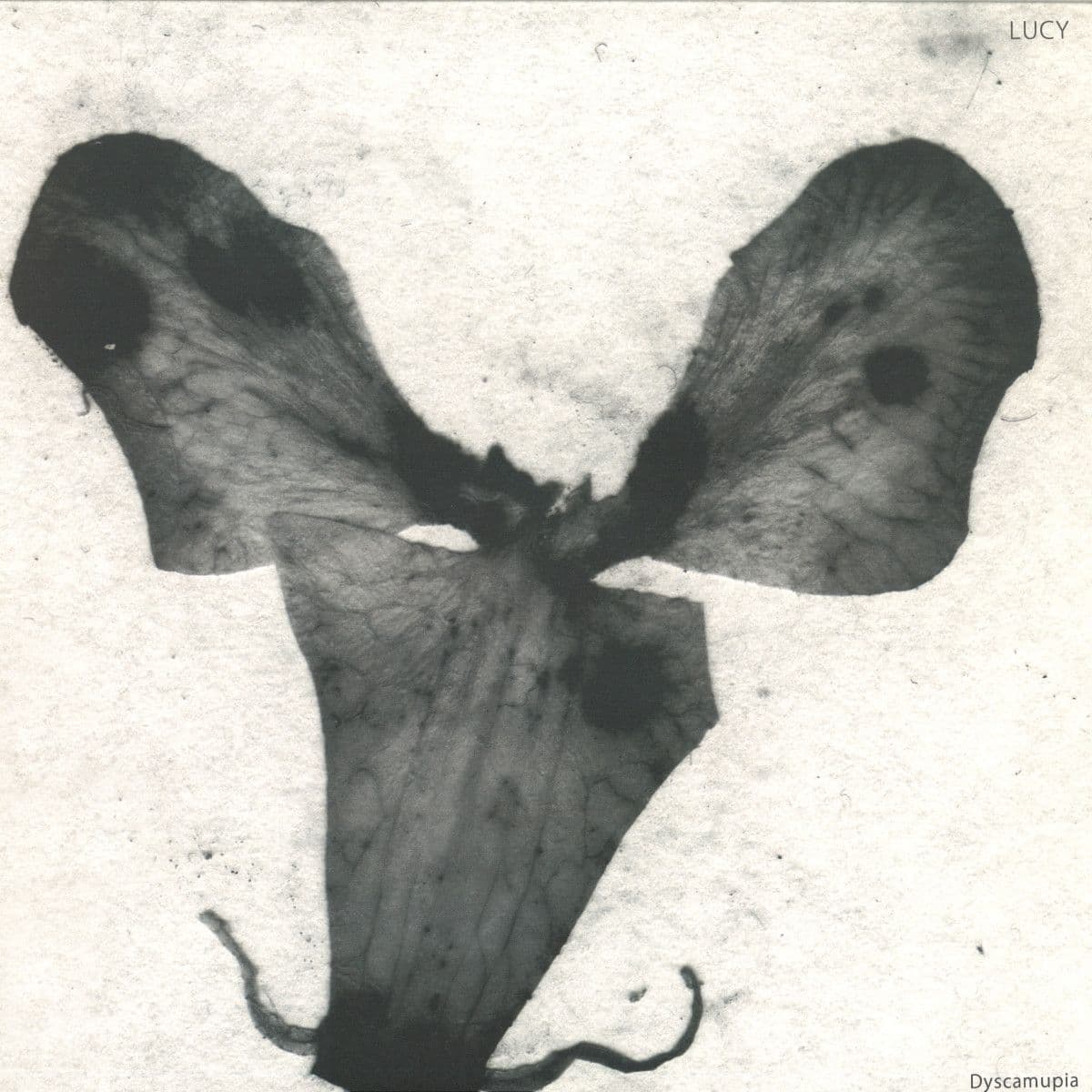 Dyscamupia