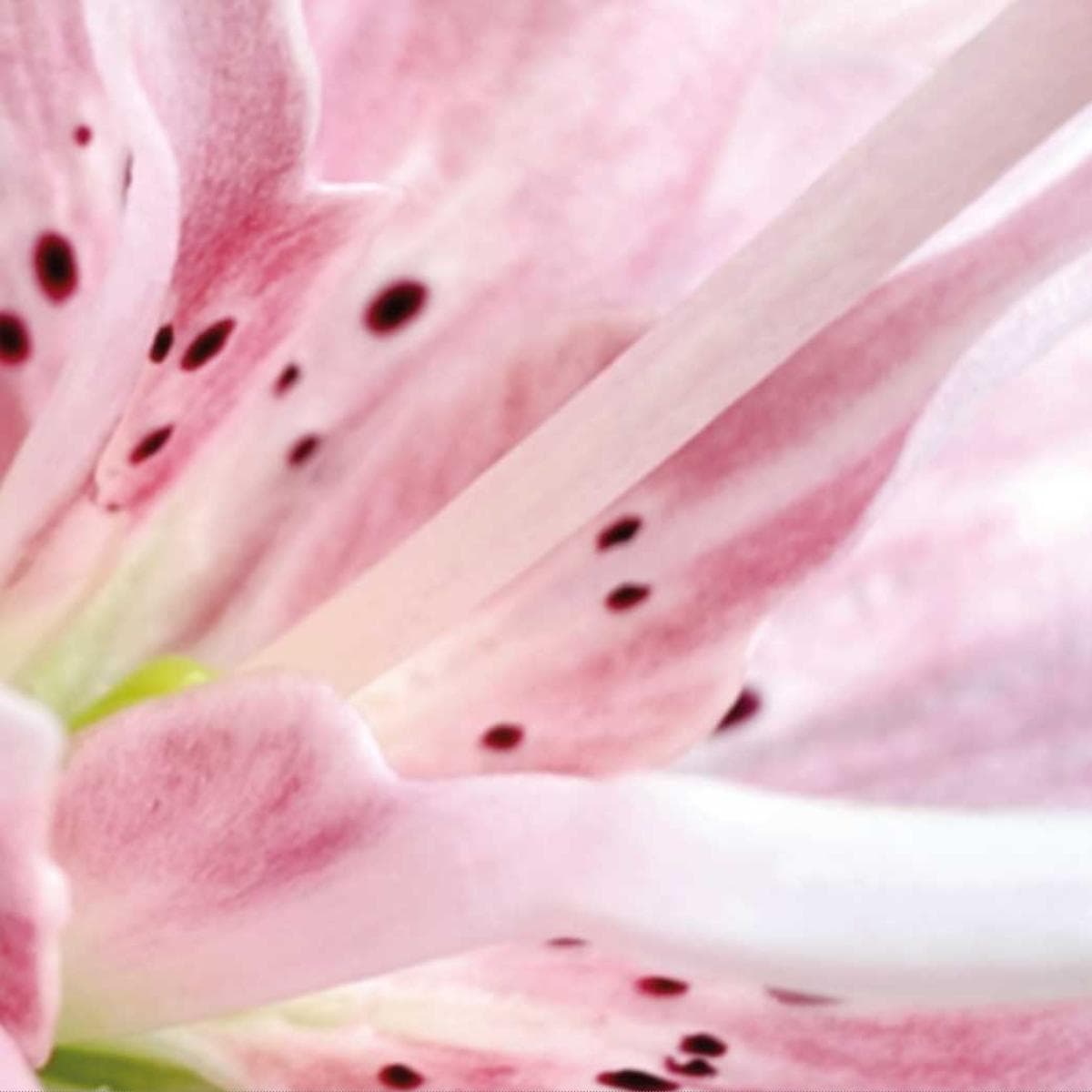 Fleur LP