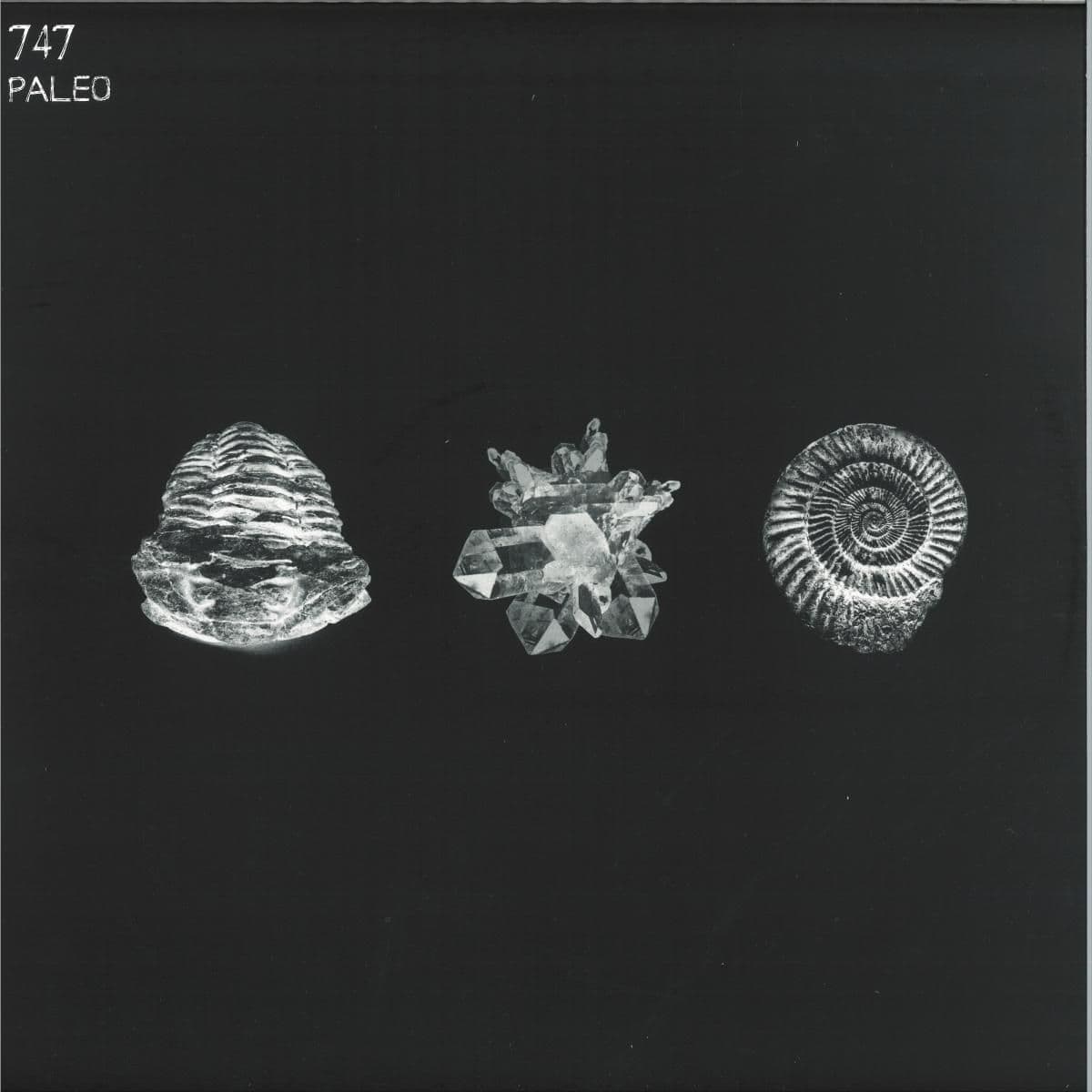 Paleo 2x12"