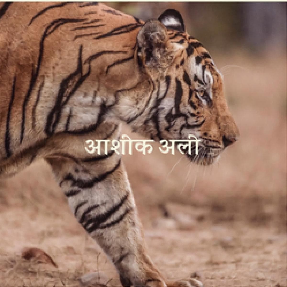 Lotus Rising - आशिक अली LP thumbnail 2