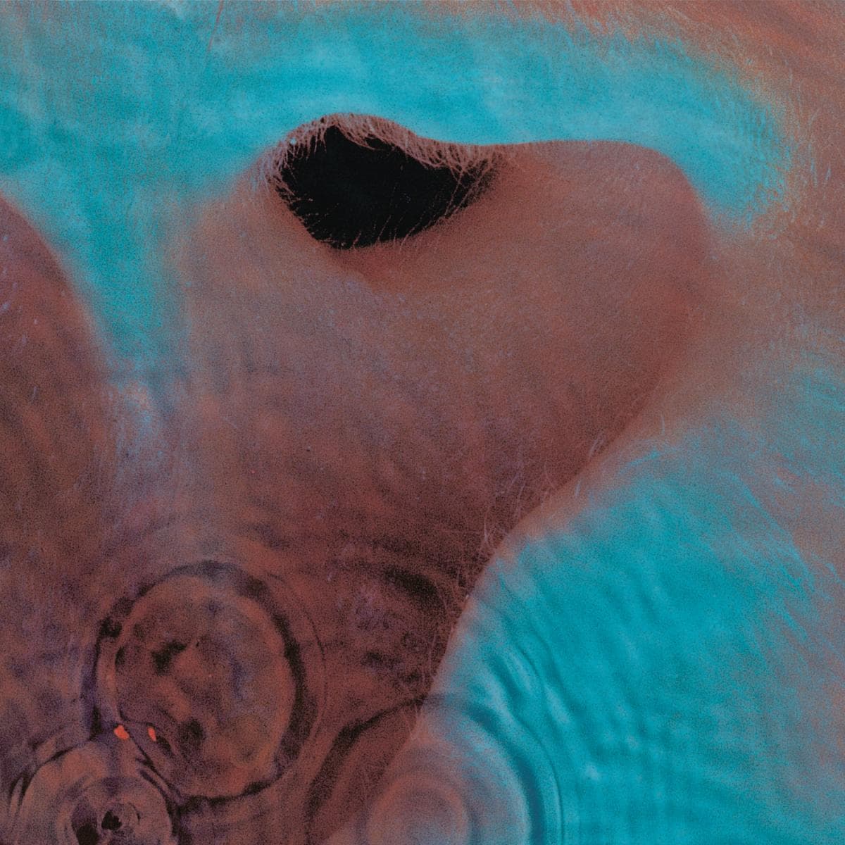 Meddle LP