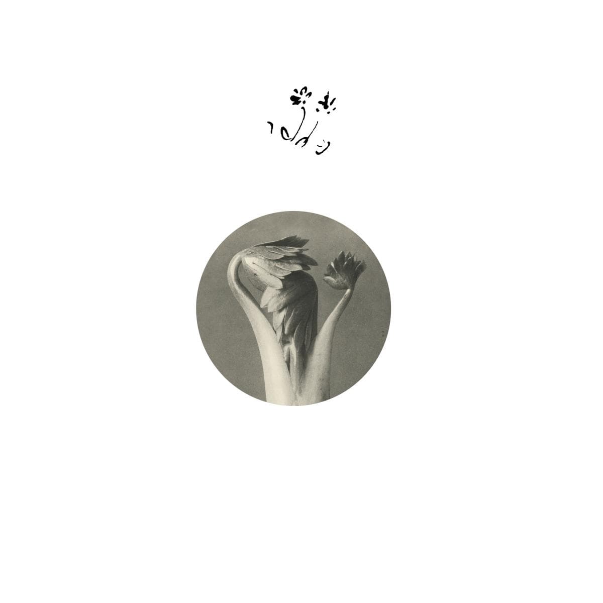 Longevity Eyebrow LP