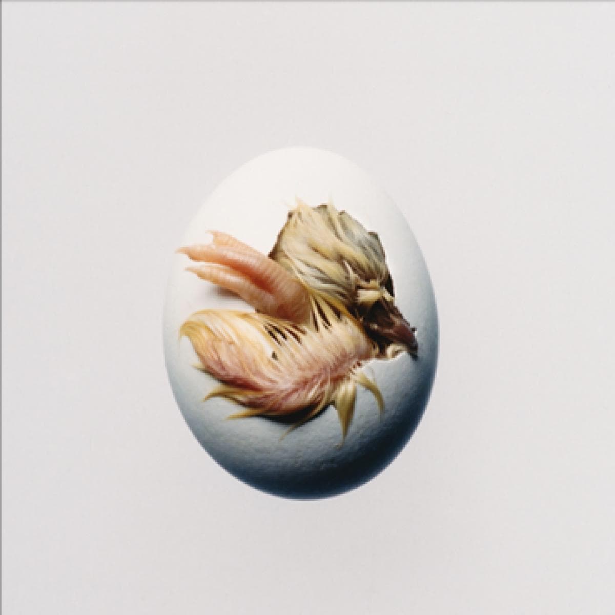 SWALLOW LP