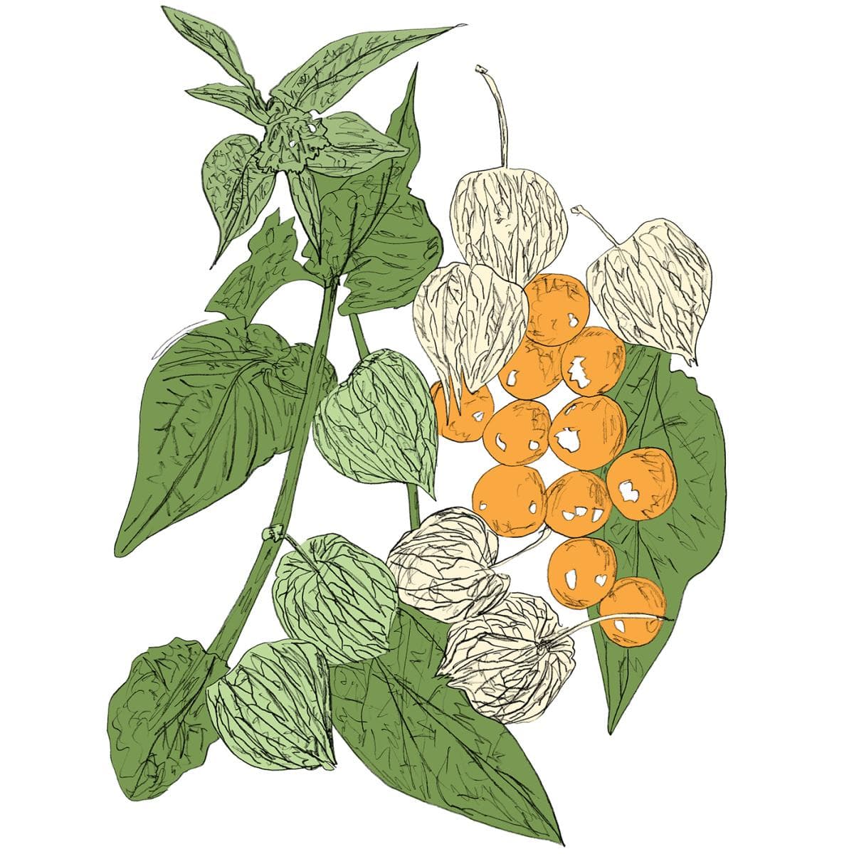 Music To Watch Seeds Grow By 011: Soda Lite (Cape Gooseberry) (Tape)