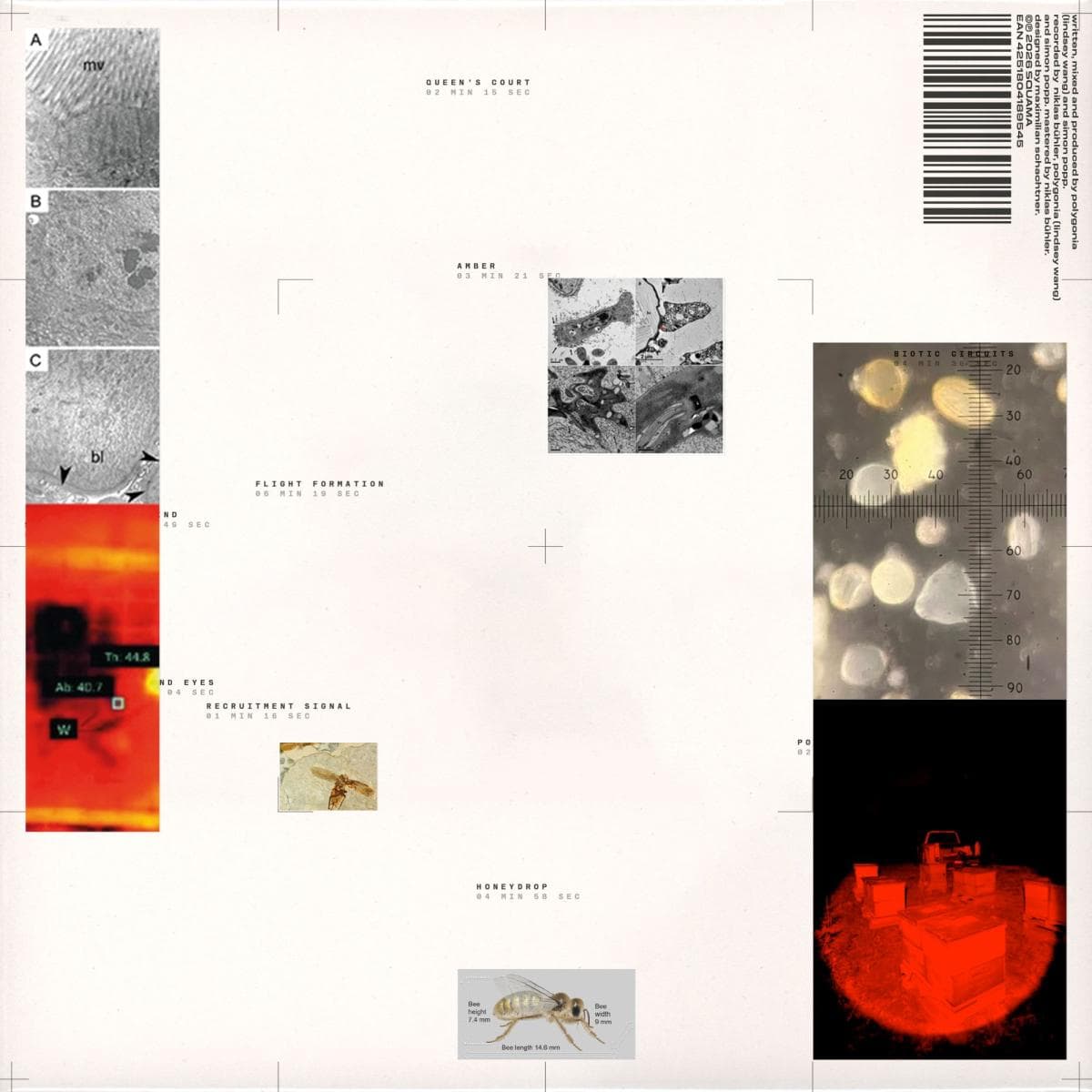 Apiformes (LP)
