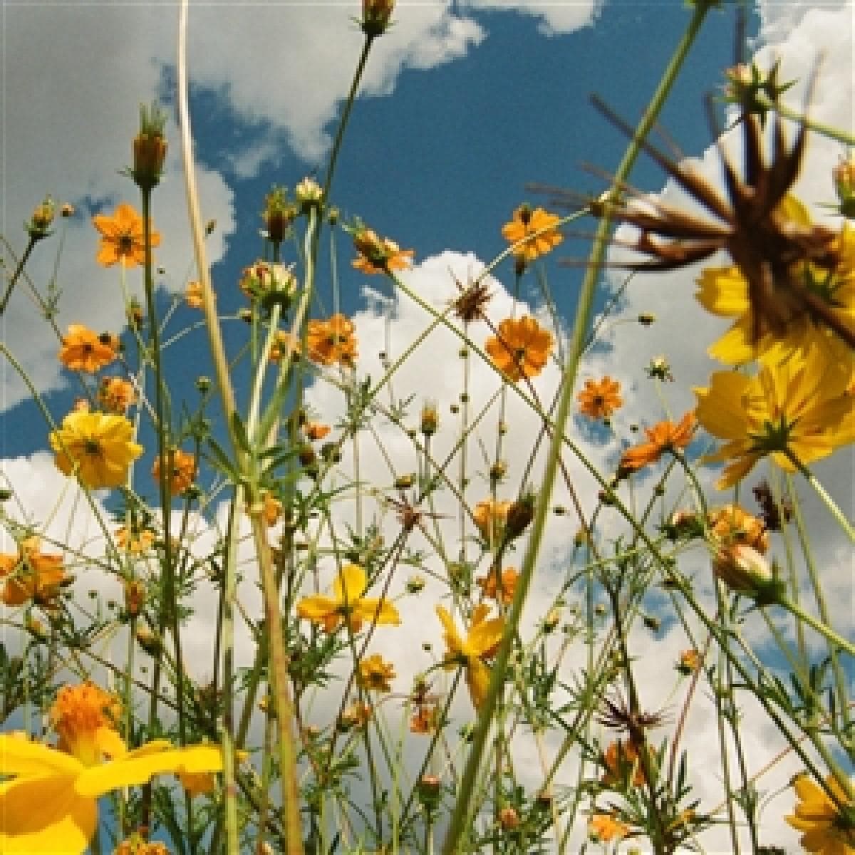 YOU ARE SPRING!